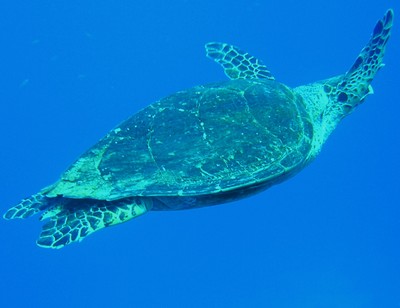 Turtle4.JPG